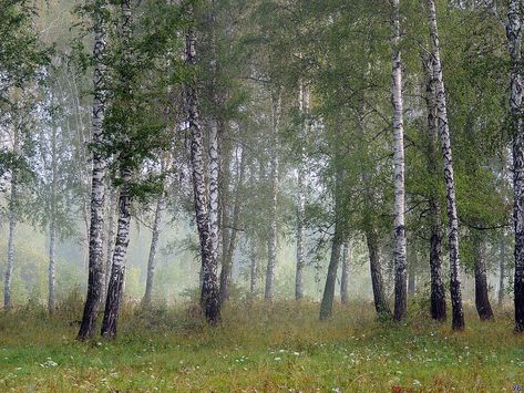 Earth Tone Living Room, Birch Grove, Spiritual Aesthetic, Forest Aesthetic, Birch Forest, Grass Field, Birch Tree, Earth Tones, Aspen