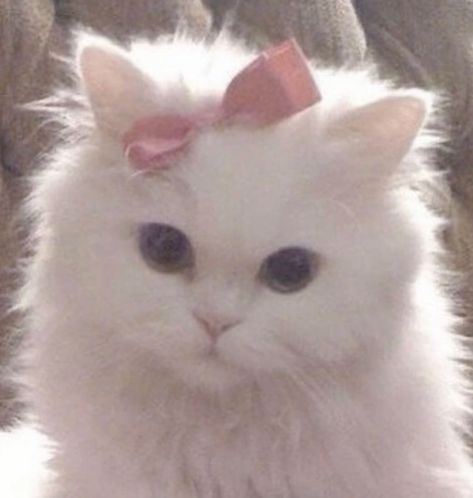 Cat Memes Clean Funny Soft Core Profile Pictures, Funny Sleep Memes, Liliana Core, Sleep Memes, Sleep Meme Funny, Funny Sleep, Diamond Core, Hello Kitty Videos, Dog Filter