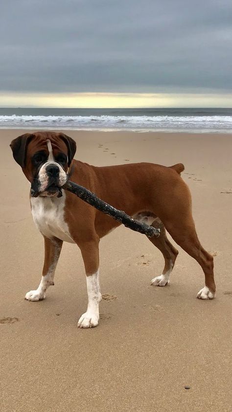 Ike does love carrying sticks he finds on the beach for ages - it’s comical as well as very sweet! European Boxer Dogs, Dog With Stick, Boxer Aesthetic Dog, Boxer Dog Pictures, Boxer Dogs Brindle, Boxers Dogs, Boxer Dog Puppy, Boxer Dogs Funny, Dogs Tips