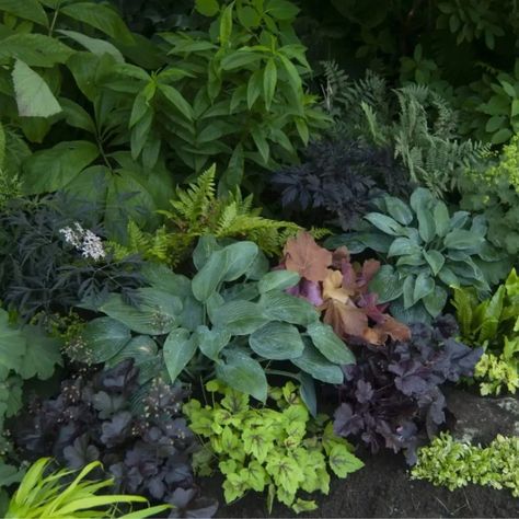 Hosta And Coral Bell Garden, Cora Bells In Landscaping, Coral Bells Landscaping Ideas, Coral Bells Landscaping, Exterior Plants, Identify Plants, Shade Landscaping, Coral Bells Heuchera, Shade Garden Design