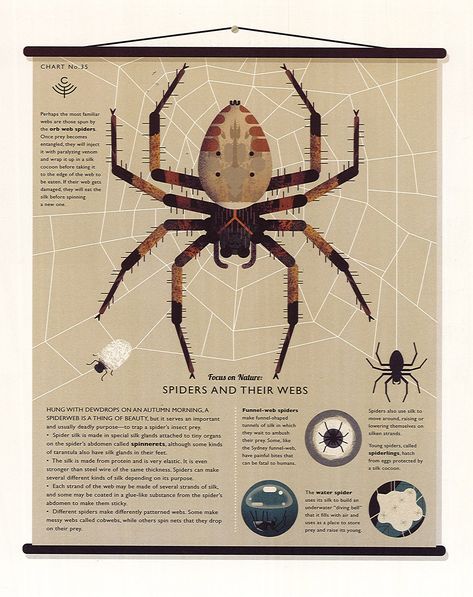 Spider shape (not really for color ref.) Spider Infographic, Museum Campaign, Guidebook Design, Ghost Books, Infographic Poster, Animal Book, Mood And Tone, Education Poster, Nature Journal