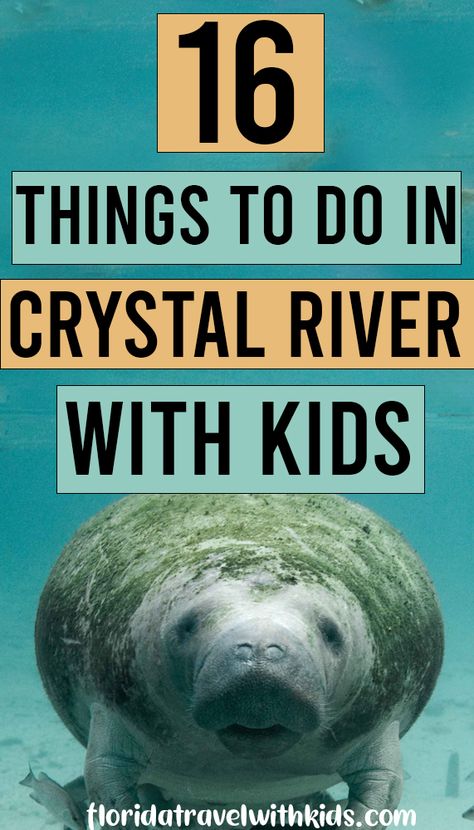 Things to do in Crystal River with kids. If you've heard that Crystal River is the best place in Florida to see manatees and you're looking for more family-friendly things to do in Crystal River, check it out! #crystalriver #manatees #floridatravelwithkids #familyfriendlyflorida #crystalrivermanatees Crystal River Florida Things To Do, Crystal Springs Florida, Best Places In Florida, Swimming With Manatees, Crystal River Florida, Rainbow River, Blueberry Picking, River Float, Florida Springs