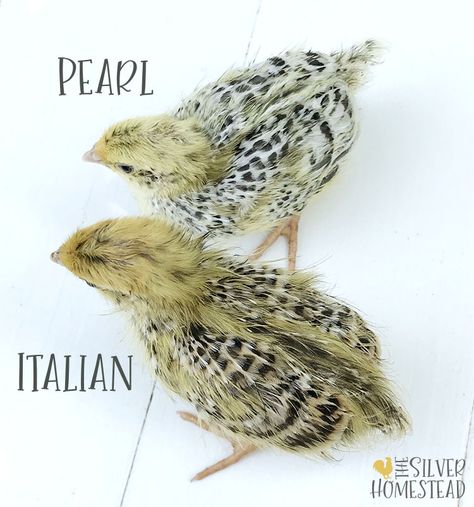 Quail Chick Colors - Silver Homestead Coturnix Quail Colors, Quail Colors, Silver Homestead, Quail Pen, Coturnix Quail, Button Quail, Quail Coop, Raising Quail, Meal Worms