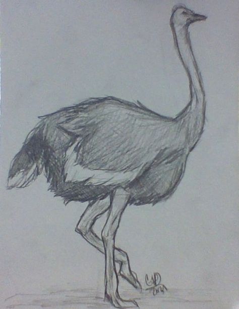 Ostrich Sketch, Gothic Drawings, Beginner Art, Animal Sketches, Fashion Drawing, Art Classes, Drawing Sketches, Sketch Book, Sketch