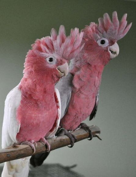 Rose Breasted Cockatoo, Galah Cockatoo, Regard Animal, Australian Birds, Unusual Animals, Pink Bird, Funny Birds, Exotic Birds, Tropical Birds