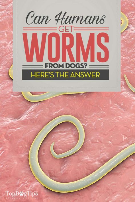 Can Humans Get Worms from Dogs. When owners bring their dogs to my clinic to deal with worms, they will often ask, can humans get worms from dogs? The simple answer is yes. In this article I will explain how we can contract worms from our pets, and the many different preventative measures you can take to protect your family from contracting them. #worms #dogs #humans #deworm #worming #heartworm #ringworm #pets #health Ringworms In Humans Pictures, Heart Worms In Dogs, Hookworms In Dogs, Home Remedies For Allergies, Worms In Dogs, Warts Remedy, Natural Remedies For Migraines, Medication For Dogs, Dog Itching