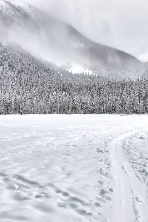 Snow-covered Forest Field