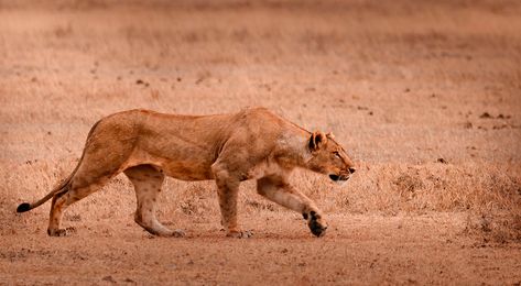 Hunting Lioness, Lioness Hunting, Animal Photography, Panther, Hunting, Lion, Art Inspiration, Paintings, Animals