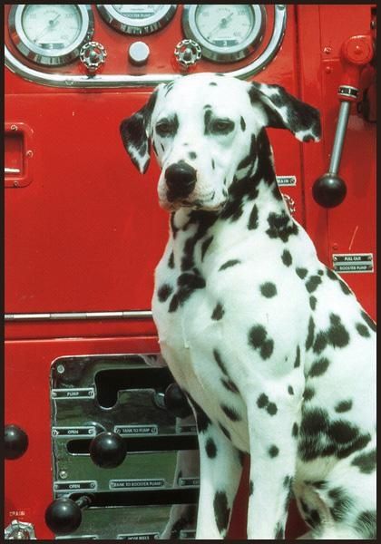 So beautiful- just like "the boys" Fire Dog, Dalmatian Puppy, Dalmatian Dog, Dalmatian Dogs, House Fire, Fire Truck, Working Dogs, Service Dogs, Mans Best Friend