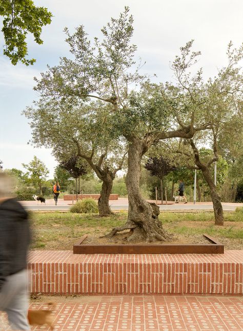 Linear Garden, Brick Pavement, Bench Around Trees, Sitting Wall, Paver Patterns, Wooden Pavilion, Wood Benches, Types Of Bricks, 2022 Picture