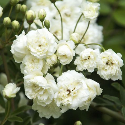 White Lady Banks Rose Lady Banks Rose, Climbing Rose, White Lady, Cozy Seating, White Plants, Fine Gardening, Moon Garden, Flowering Shrubs, Climbing Roses