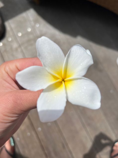 Plumeria Flowers Aesthetic, Plumeria Aesthetic, Plumeria Bouquet, Plumeria Flowers, Grow Together, My Favorite, Healing, Plants, Flowers