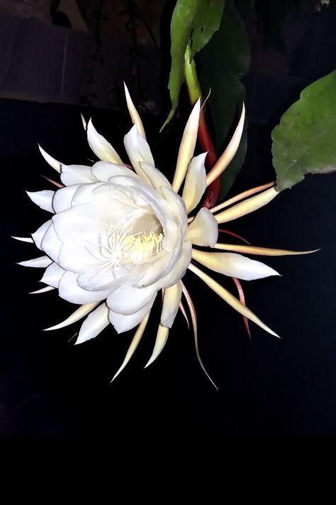 For those who love flowers. To students. For those who grow flowers. Kadupul Flower, Epiphyllum Oxypetalum, Expensive Flowers, Queen Of The Night, Before The Dawn, Night Flowers, Flower Names, Flower Therapy, Rare Flowers