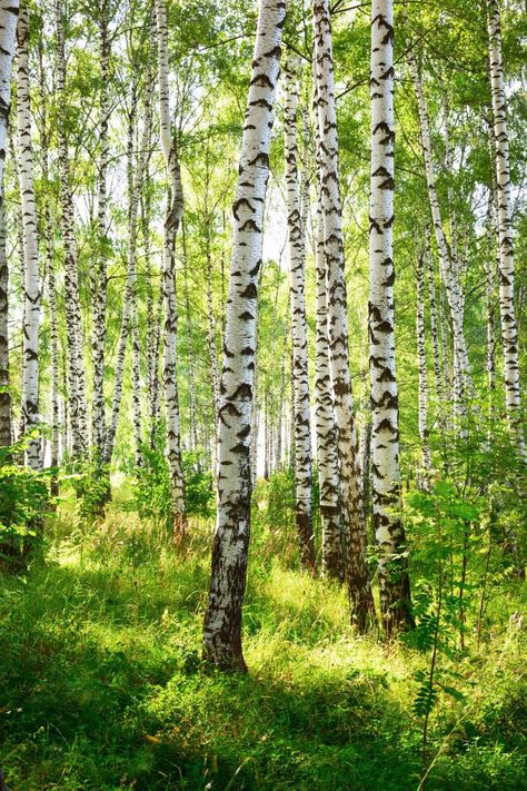 Sunset Trees, Faith Messages, Plan Paris, Desert Dunes, Spring Forest, Cool Paper Crafts, Birch Trees, Birch Tree, Tattoo Tattoo