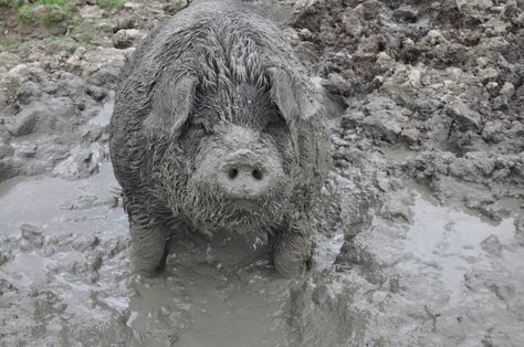 Pigs in the Parlor « Lighting it Up Pig In Mud, Mud Bath, Down On The Farm, Very Cold, Rural Life, Country Life, Off Duty, Pigs, Farm Animals