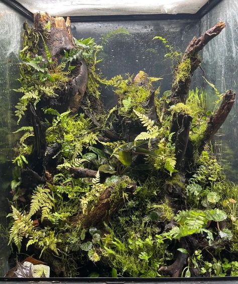 Dart Frog Terrarium, Tree Frog Terrarium, Tarantula Habitat, Dart Frog Vivarium, Gecko Vivarium, Bioactive Vivarium, Frog Terrarium, Gecko Terrarium, Whites Tree Frog