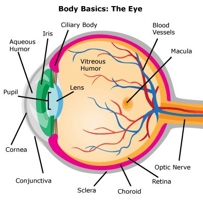 Eye Diagram Anatomy Notes, Human Eye Diagram Class 10, Eyes Anatomy Medical, Eye Anatomy Diagram, Structure Of Eye Diagram, Optometry Education, Articles For Kids, Eye Anatomy, Biology Facts