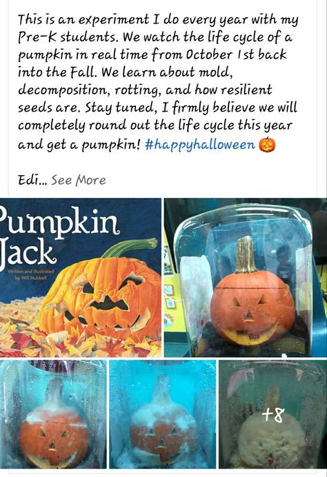 Stem Kindergarten, Preschool Pages, Halloween Kindergarten Activities, Toddler Montessori Activities, Pumpkins Preschool, Prek Science, Apples And Pumpkins, Kindergarten Stem, Halloween Kindergarten