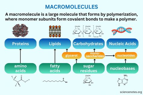 Learn about macromolecules in chemistry and biology. Get the macromolecule definition, types, and examples. Macromolecules Biology, Chemistry Definition, Peptide Bond, Learn Biology, Functional Group, Covalent Bonding, Computer Basic, Nucleic Acid, Gene Therapy