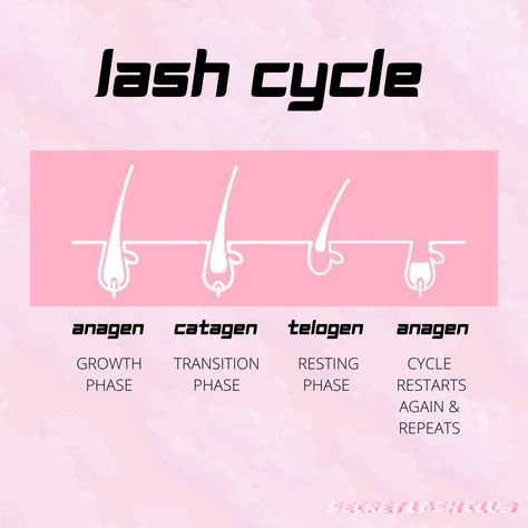 Do lash extensions damage your lashes? NOT TRUE! 🙅🏻‍♀️ Your lashes go through different lash cycles, here is a breakdown of the lash growth cycles⬇️ There 3 PHASES of LASH GROWTH 1. ANAGEN / lasting 4-6weeks 2. CATAGEN / lasting 2-3 weeks 3. TELOGEN / lasting over 100 days before fall out/ shedding Now you know the cycles, you can already see that lashes grow at a certain speed and in a couple weeks your natural lashes shed naturally and regrow! It’s just sometimes you can’t really see Eyelash Growth Cycle, Lash Education, Lashes Grow, Lash Content, Grow Lashes, Lash Growth, Eyelash Growth, Natural Lashes, Cosmetology