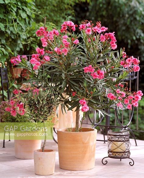 Nerium oleander Oleander Plants Trees, Oleander Tree In Pot, Oleander Tree, Oleander Nerium, Oleander Plants, Nerium Oleander, Poison Garden, Orchid Photography, Front Flower Beds