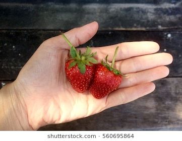 Holding Strawberry, Strawberry Season, Strawberry Garden, Strawberry Picking, Acai Berry, Red Strawberry, Edible Garden, The Plant, Urban Garden