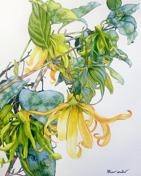 Watercolor Paintings Nature, Watercolor Flower Art, Watercolor Flowers Paintings, Watercolor Art Lessons, Botanical Painting, Botanical Watercolor, Botanical Drawings, Flower Art Painting, Botanical Illustration