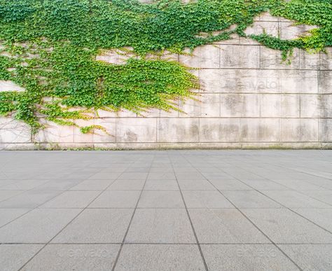 ivy on wall with concrete floor by chuyu2014. green ivy on wall with concrete floor as background#concrete, #wall, #ivy, #floor Ivy On Wall, Wall Ivy, Environment References, Concrete Exterior, Modern Porch, Ivy Wall, Concrete Fence, Architecture Background, Cement Wall