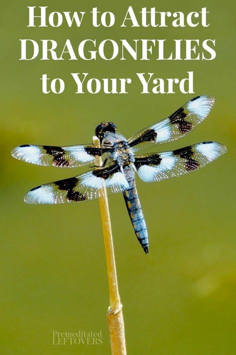 Dragonfly Habitat, Ground Water Feature, Attract Dragonflies, Dragonfly Images, Mosquito Larvae, Kill Mosquitos, Pond Water Features, Floating Plants, Fly Repellant