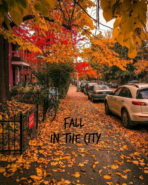 Nature Fall, Halloween Wallpaper Iphone, Of Montreal, Autumn Scenes, Montreal Quebec, Autumn Scenery, Autumn Beauty, Quebec Canada, Fall Pictures