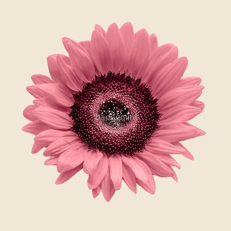 Pink Sunflower Painting, Anniversary Game, Sunflower Iphone Wallpaper, Giant Sunflower, Pink Sunflowers, Bonsai Seeds, Sunflower Pictures, Herringbone Backsplash, Japanese Maple Tree