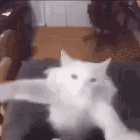 Dancing Cat Gif, White Cat Meme, Happy Cat Gif, Drunk Cat, Cat Animated, Jumping Cat, Happy Gif, Cat Talk, Dancing Gif