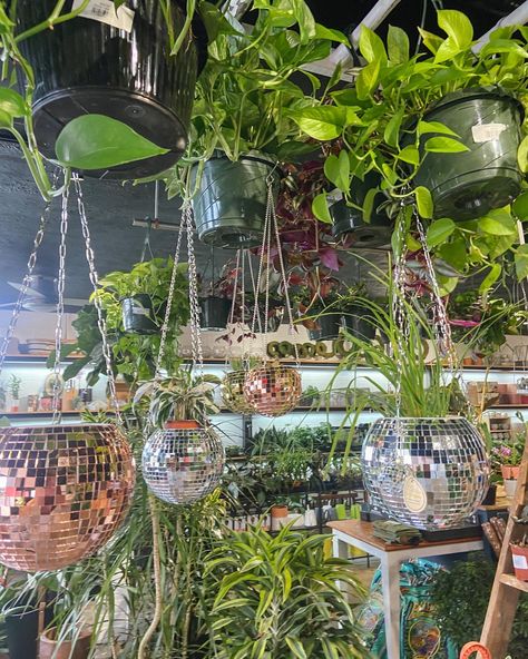 Scandinavian Plants, Disco Ball Aesthetic, Flower Garden Pictures, Disco Ball Decorations, Flower Shop Design, Plant Store, Ball Aesthetic, Room With Plants, Aesthetic Cute