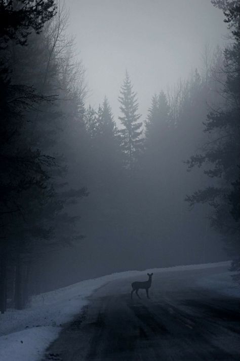 Deer in a foggy road..... Misty Road, Foggy Road, Montana Photography, Dark Naturalism, Dark Forest Aesthetic, Foggy Weather, Dark Christmas, Foggy Forest, Dark Nature Aesthetic