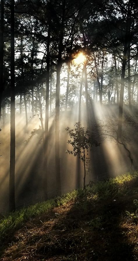 Picture click while shooting my documentary Allegory a tapestry of Guru Nanak's Travels in 9 Nations Shillong Meghalaya, Sunrise Nature, A Beautiful Morning, Baby Ganesha, Shillong, Divine Light, Forest Trees, Nature Forest, Beautiful Morning