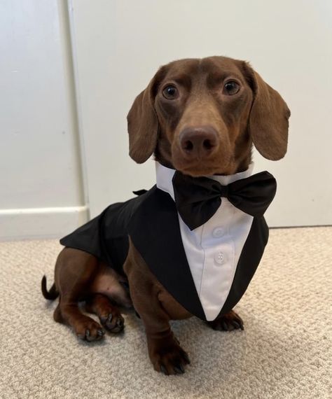 Tuxedo Wedding Party, Dog Tuxedo Wedding, Dog Tux, Formal Dog, Prince Wedding, Dog Wedding Attire, Dog Tuxedo, Wedding Bow Tie, Bow Tie Shirt