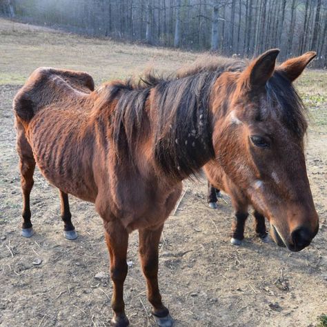 Senior Horse Care, Draft Mule, Saving Animals, Fly Spray, Horse Story, Horse Exercises, Horse Info, Horse Care, Horse Pictures