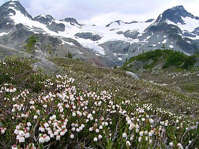 alpine / tundra Taiga Biome Aesthetic, Tundra Photography, Tundra Aesthetic, Tundra Biome, Biome Project, Biomes Project, Bio Diversity, Alpine Tundra, Landscape References