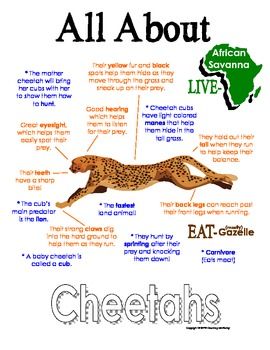 My All About Cheetahs Book / Workbook -... by Courtney McKerley | Teachers Pay Teachers Cheetah Facts For Kids, Animal Unit Study, Animal Infographic, Habitats Projects, Animal Lessons, Fun Facts For Kids, Animal Science, Facts For Kids, Animal Activities