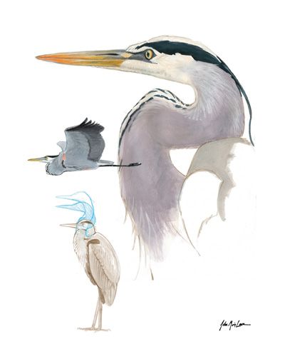 Drawing Great Blue Herons How To Draw A Heron, Heron Drawing, John Muir Laws, Grey Heron, Great Blue Heron, Pencil Sketches, Scientific Illustration, John Muir, Blue Heron