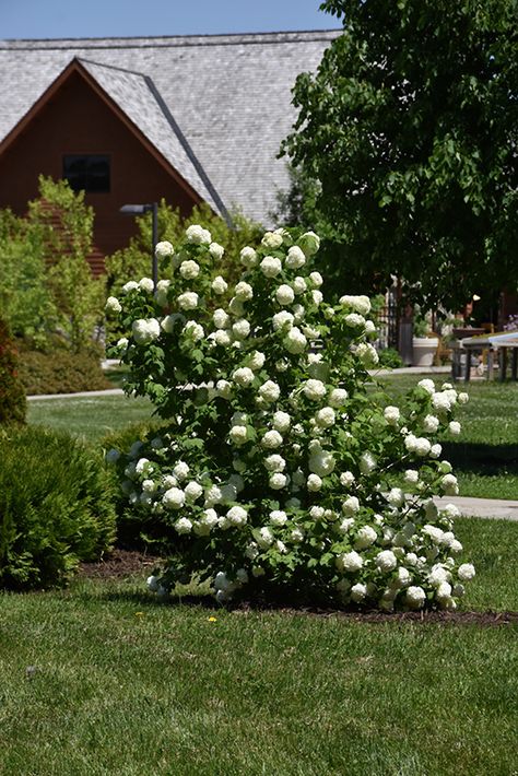 Snowball Viburnum Landscape, Eastern Snowball Viburnum, Japanese Snowball Viburnum, Landscaped Pathways, Colorado Gardening, Front Garden Ideas, Highbush Cranberry, Snowball Viburnum, Plant Palette