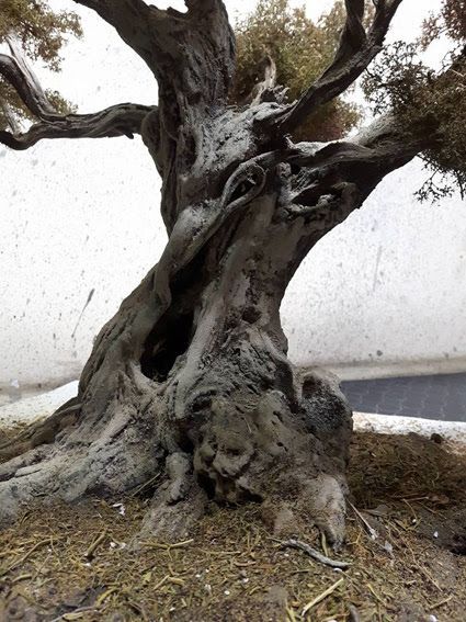 Weird Trees, Twisted Tree, Wire Trees, Old Tree, Old Trees, Tree Trunks, Tree Photography, Ancient Tree, Unique Trees