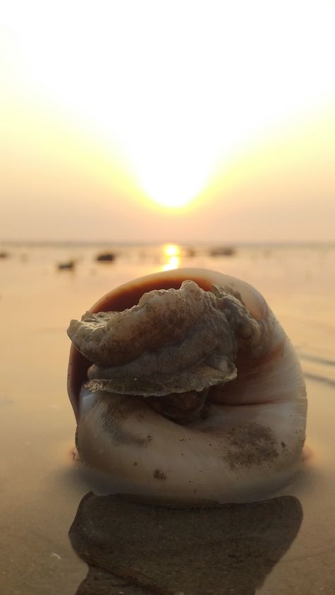 cone Snail 🐌 on beach Cone Snail, On Beach, Photography, Animals