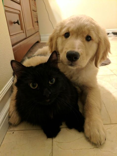 Can Cats and Dogs Communicate With Each Other? Two Dogs And A Cat, Golden Retriever And Black Cat Aesthetic Friends, Dog And Cat Aesthetic, Cat And Dog Aesthetic, Iconic Friendship Duos, Black Cat Golden Retriever Duo, 2 Cats Together, Cats And Dogs Aesthetic, Golden Retriever And Cat