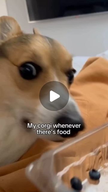 825 likes, 2 comments - i.love_corgi on October 8, 2024: "Is or isn’t this the perfect audio for Brady da Peeeeg? 🤗🐽

#corgi #hungrydog #dogs #corgisgonnacorg #funnydogs". October 8, Funny Dogs, Audio, Dogs