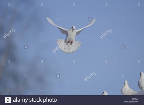 Download this stock image: Fantail pigeon, pigeon, Columbidae, white, flying, landing, front view, looking at camera, - H4B7XA from Alamy's library of millions of high resolution stock photos, illustrations and vectors. Bird Flying Front View, Fantail Pigeon, Bird Flying, Birds Flying, Front View, Pigeon, Mammals, High Resolution, Stock Images