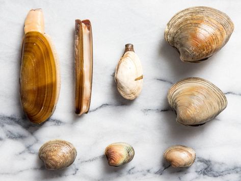 There are thousands of different types of clams around the world. Here is a guide to the varieties you’re most likely to find in the US, from littlenecks and cherrystones to steamers, razor clams, and more. Cherry Stone Clams Recipes, Razor Clam Recipes, Razor Clams Recipe, Clams Recipe, Clams Casino, Fried Clams, Shrimp Rolls, Light Sauce, Giant Clam