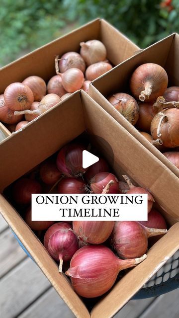 Onion Seedlings, Onion Garden, Growing Onions, Gardening Diy, Fast Forward, Vegetable Gardening, Planting Vegetables, It's Okay, Covered Porch