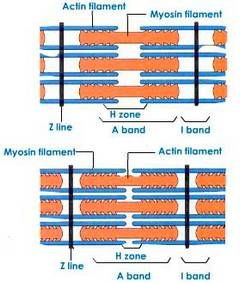 Mechanism of Skeletal Muscle Contraction Study Diagrams, Neuromuscular Junction, Muscle Fiber, Plasma Membrane, Medical Wallpaper, Exercise Physiology, Class 9, Human Anatomy And Physiology, Muscle Contraction