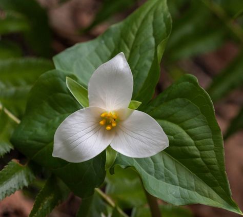 Trillium ovatum Trillium Flower, Pacific Northwest Garden, Seed Dispersal, Oregon Grape, Symbol Of Strength, Wildlife Gardening, Appalachian Mountains, Woodland Garden, A Symbol